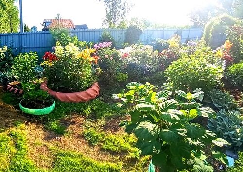 Лучший цветник 1 место Максимова Н.В.