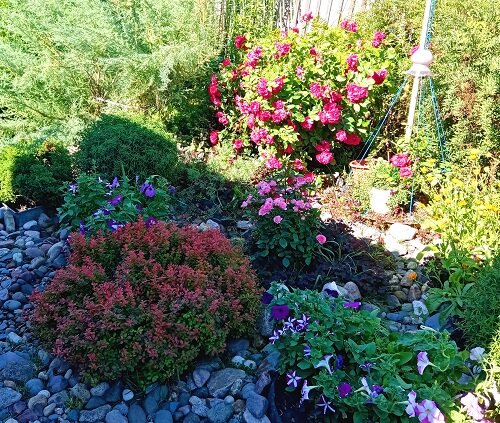 Лучший цветник 3 место Плюхина И.Ю.