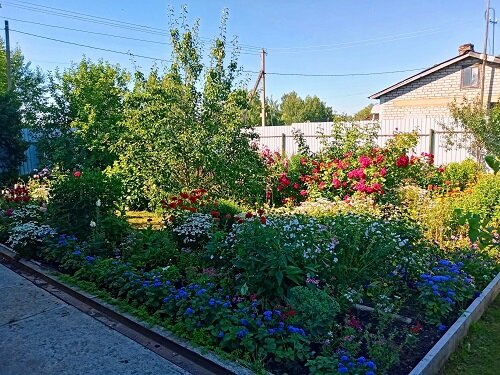 Лучший цветник 2 место Лебедева Т.П.