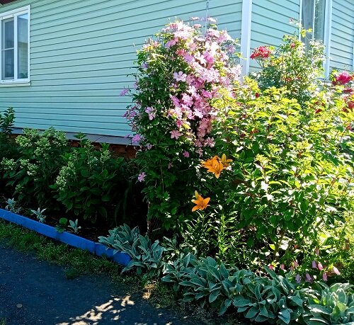 Лучший цветник 1 место Максимова Н.В.