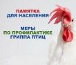 Грипп птиц и меры профилактики Грипп птиц и меры профилактики