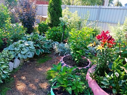 Лучший цветник 1 место Максимова Н.В.