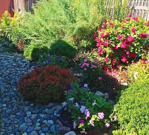 Лучший цветник 3 место Плюхина И.Ю.